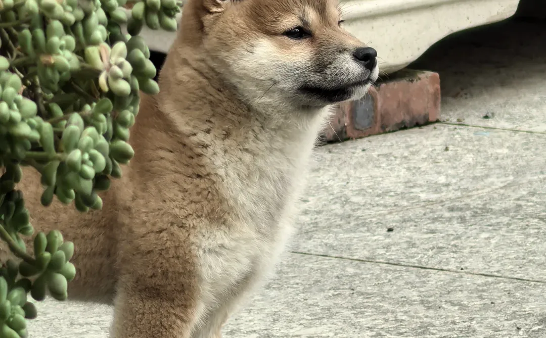 猪咪日记1 之三月照