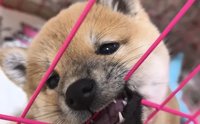 有谁会抵挡得住可爱小柴呀