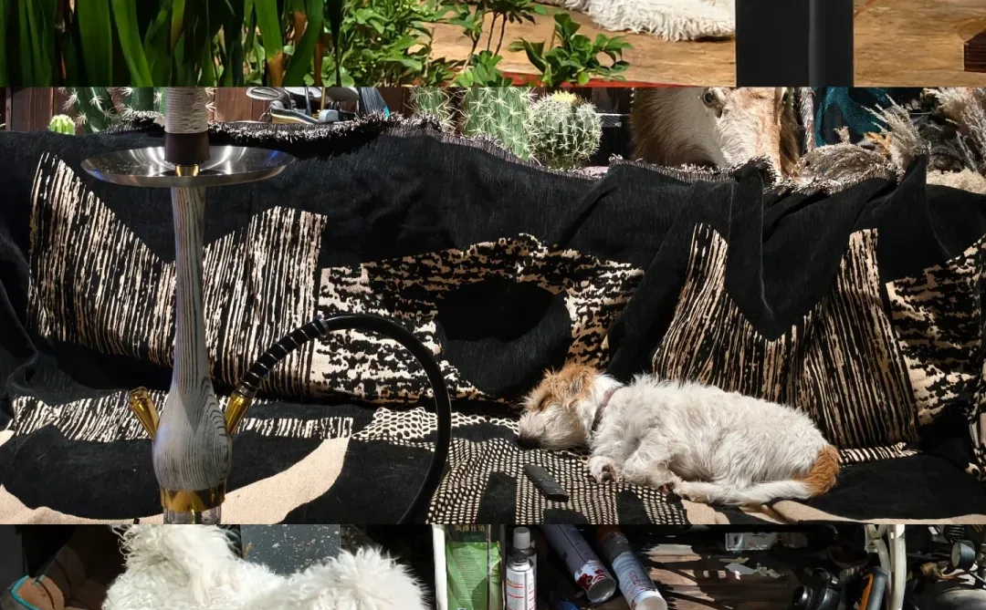 今年的圣诞布置都好好看?