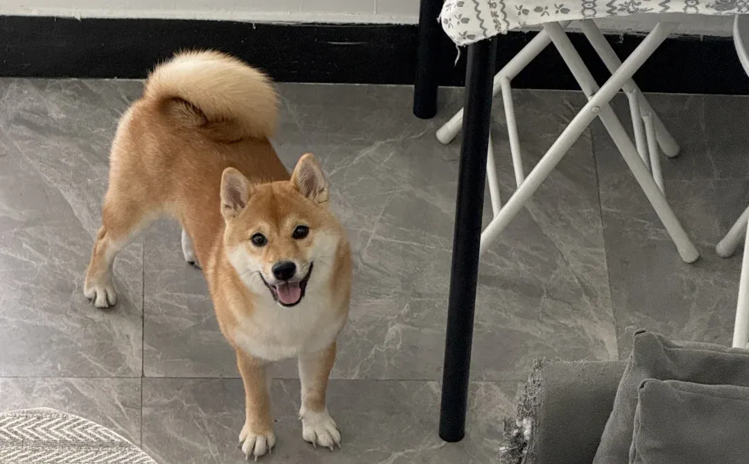 可爱可爱可爱小狗