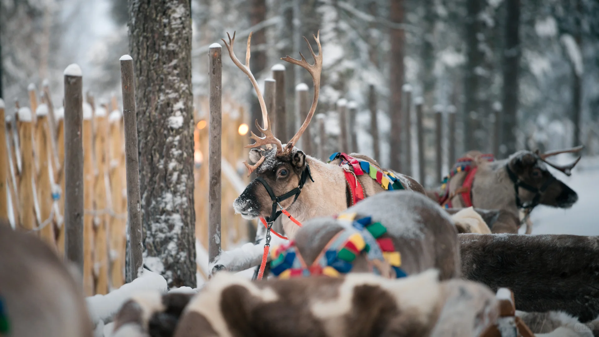 一年一度，圣诞快乐?