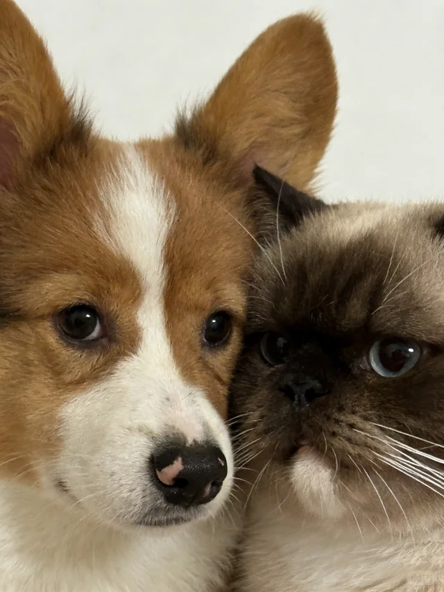 大家嚎！我们是大彪和小二