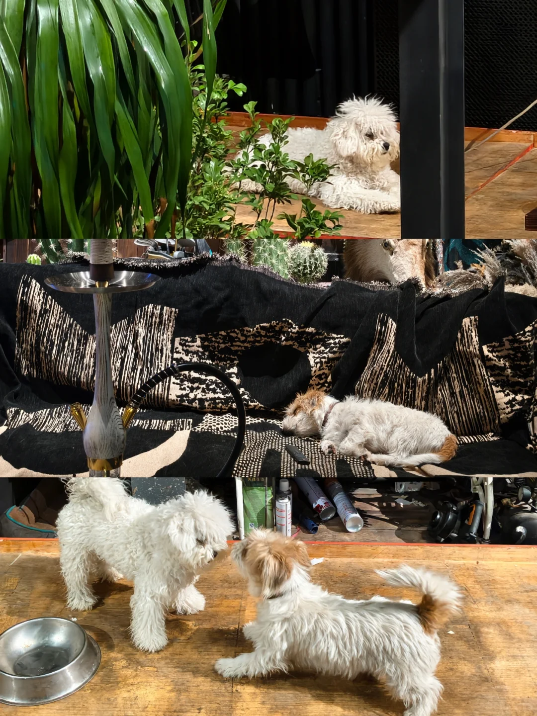 今年的圣诞布置都好好看?