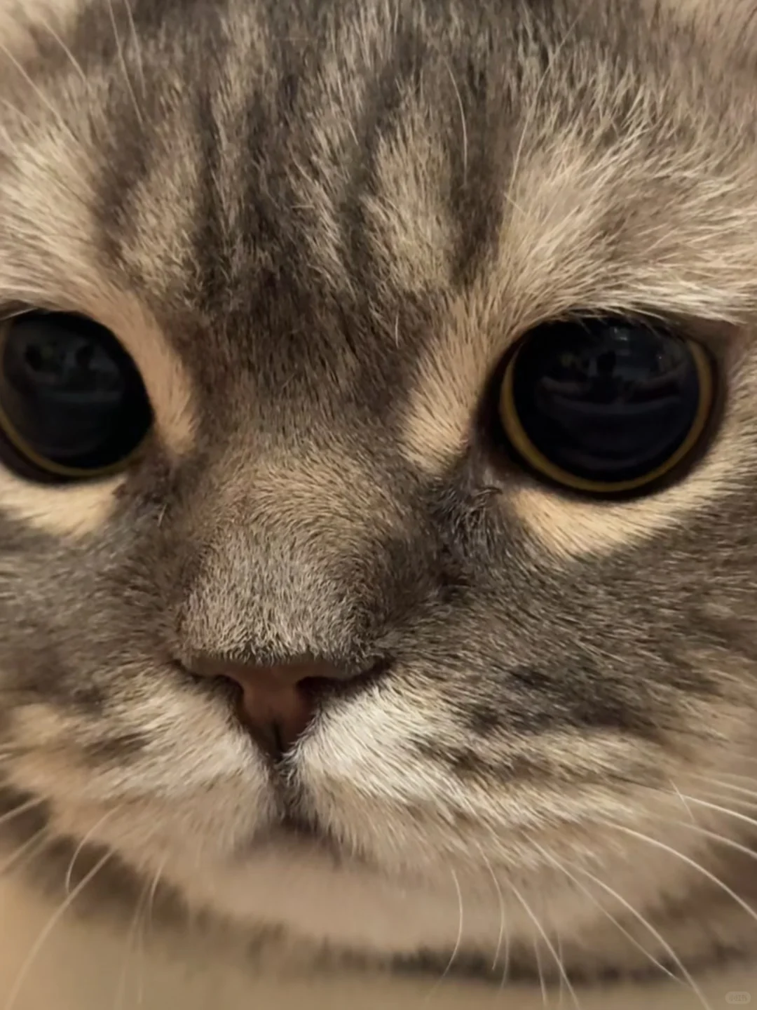 人，do you love 咪？