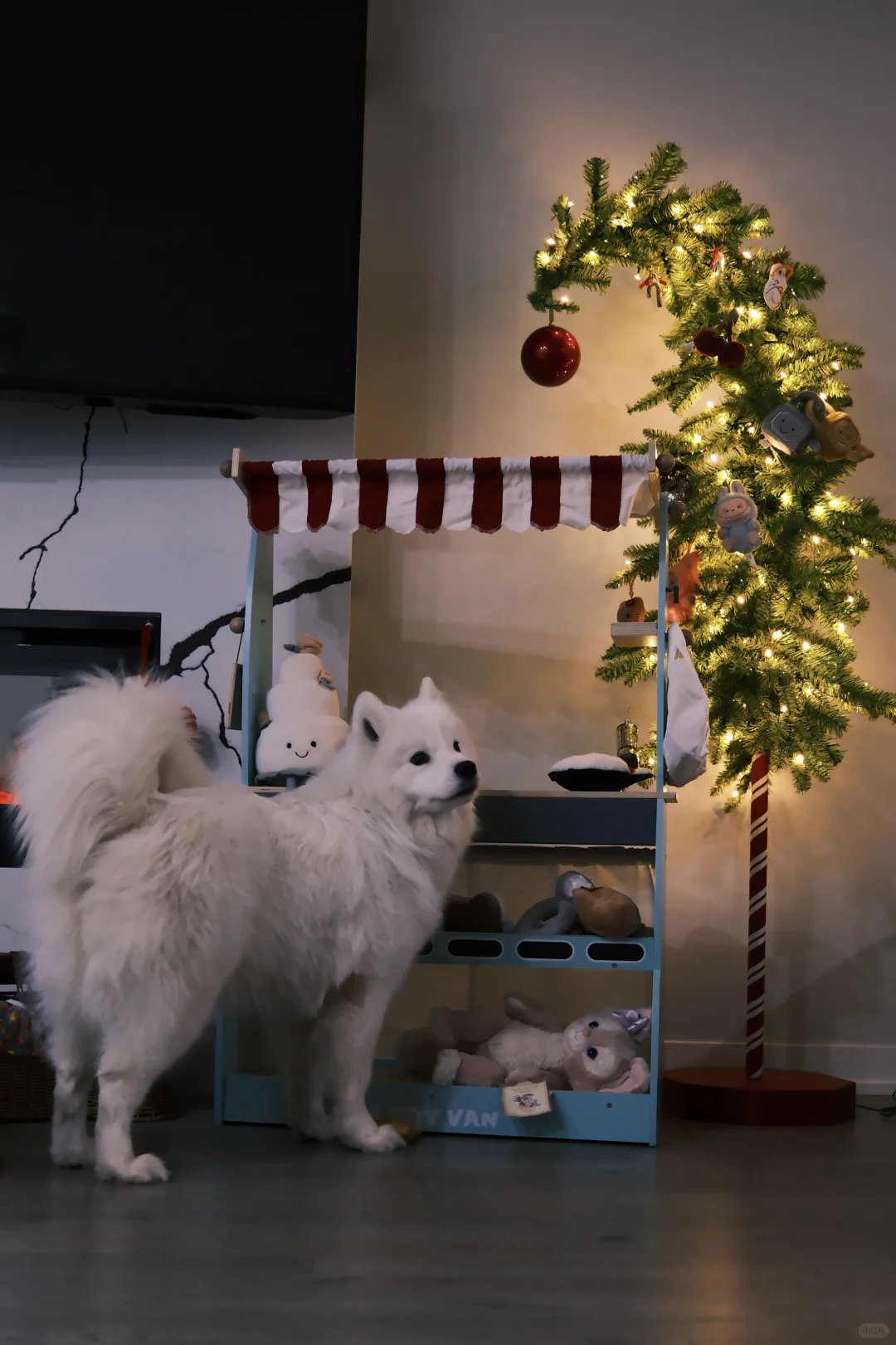 和ee炫耀，小狗也有歪脖子圣诞树啦?