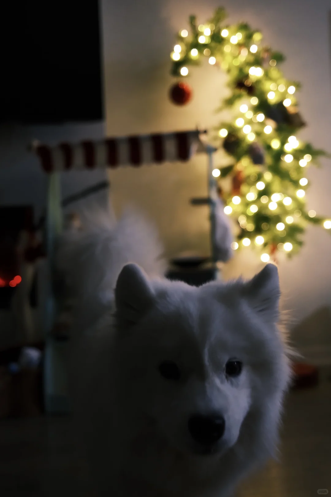 和ee炫耀，小狗也有歪脖子圣诞树啦?