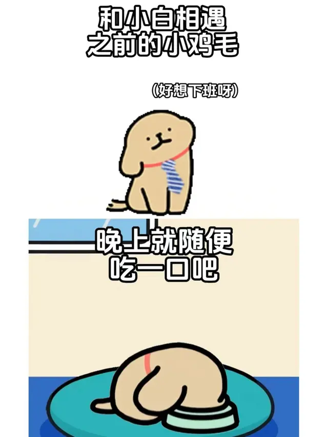 和小白相遇，是鸡毛最大的幸运~