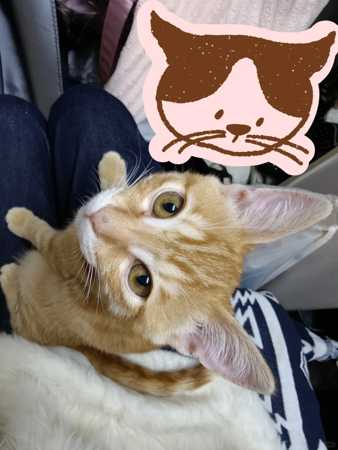 我家孩子有聪明毛是不