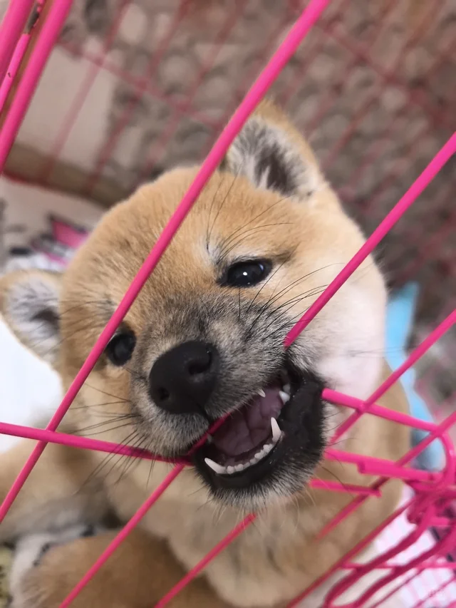 有谁会抵挡得住可爱小柴呀