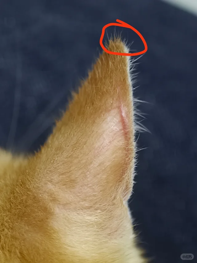 我家孩子有聪明毛是不