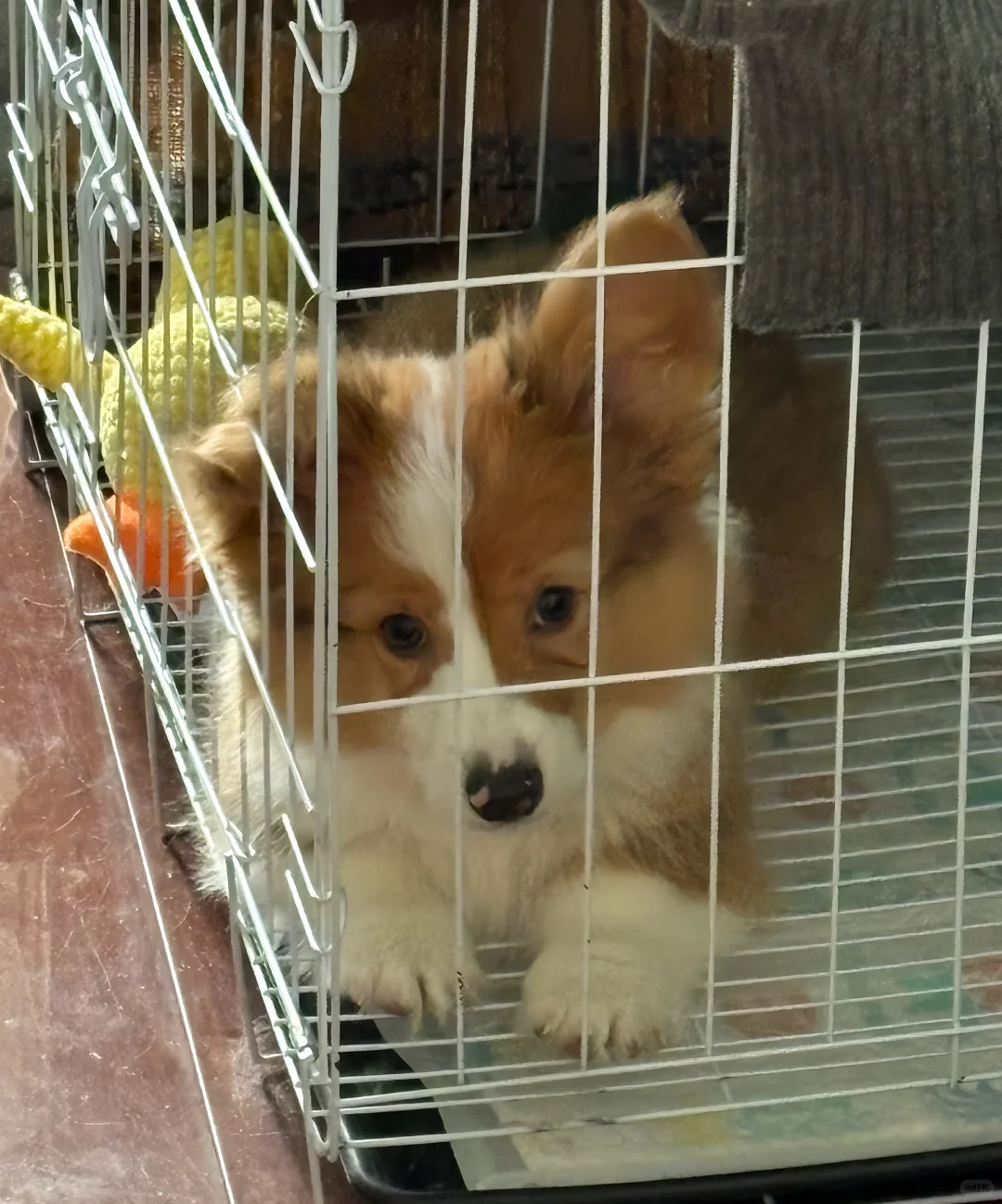 大家嚎！我们是大彪和小二