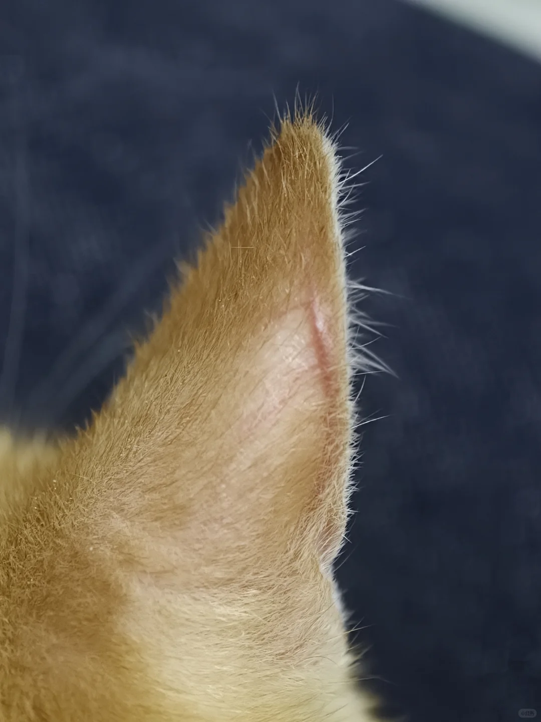 我家孩子有聪明毛是不