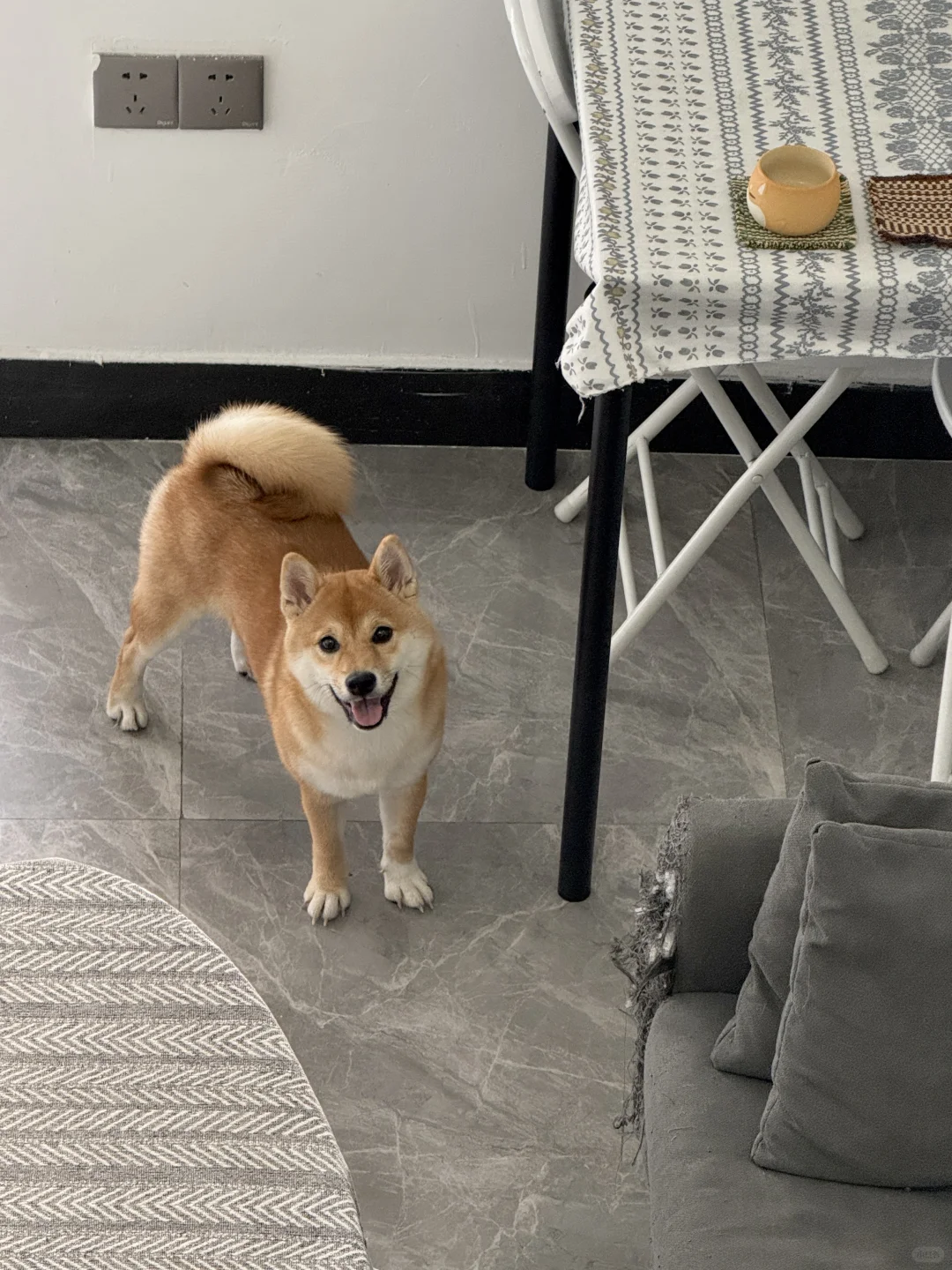 可爱可爱可爱小狗