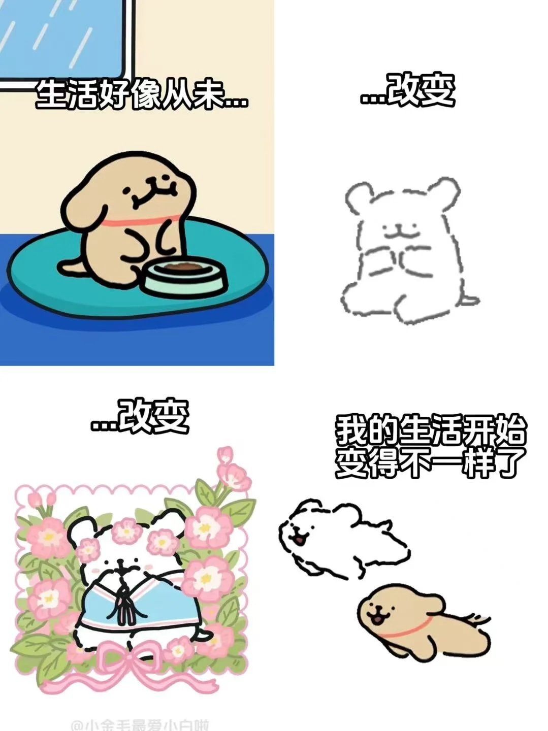 和小白相遇，是鸡毛最大的幸运~