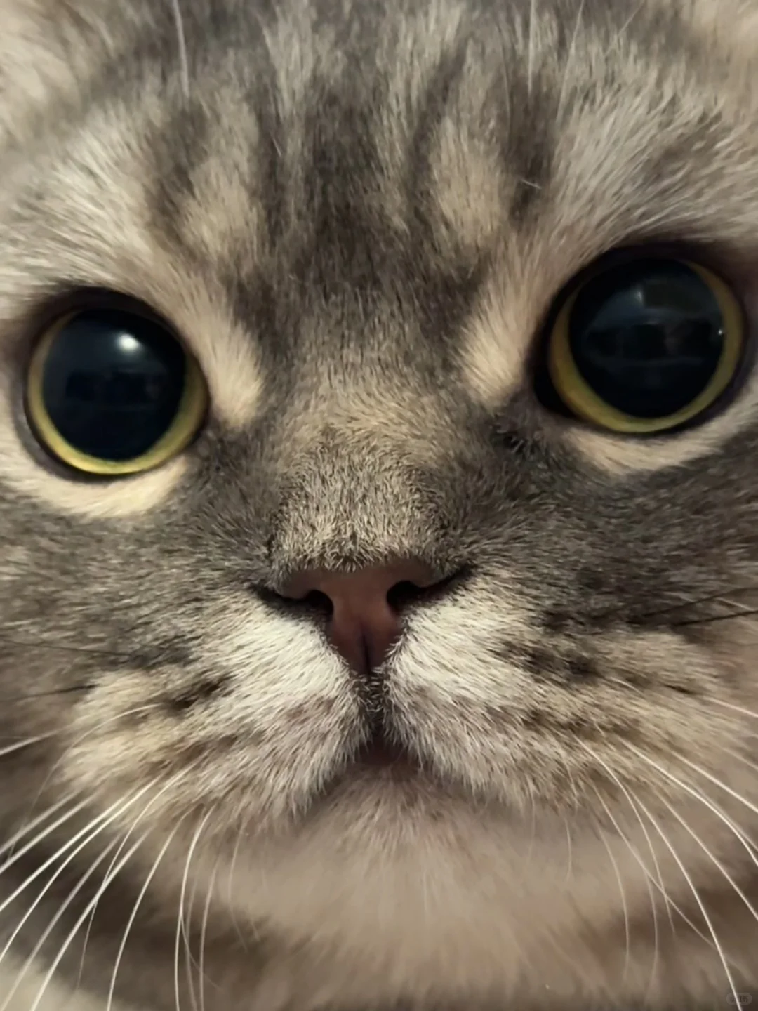 人，do you love 咪？