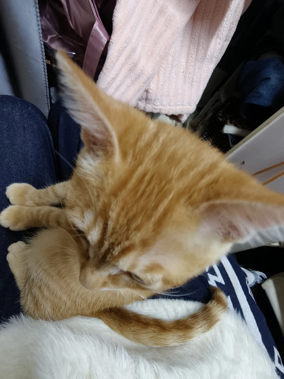 我家孩子有聪明毛是不