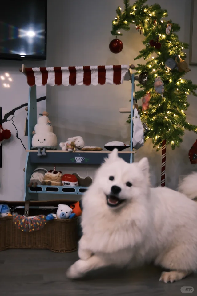 和ee炫耀，小狗也有歪脖子圣诞树啦?