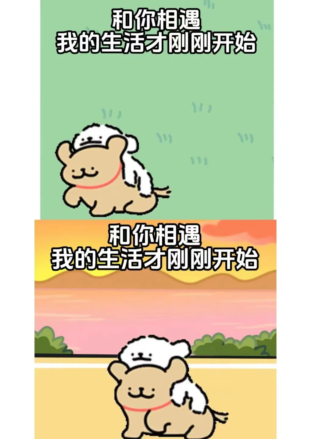 和小白相遇，是鸡毛最大的幸运~