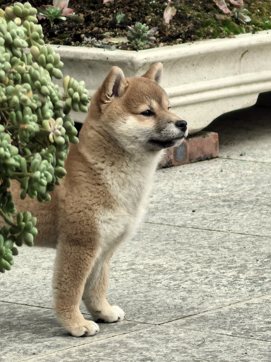 猪咪日记1 之三月照