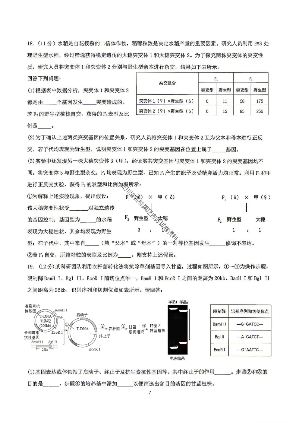2027届成都七中高三8月开学考试生物试卷-第9张图片-四季读书网