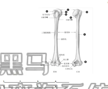 山东春考医学技术历年真题识图题汇总(2015年—2026年)!-第18张图片-四季读书网 山东春考医学技术历年真题识图题汇总(2015年—2026年)!-第18张图片-四季读书网