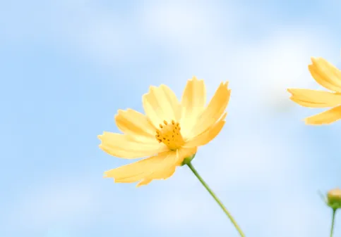 让孩子的中考Blooming稳稳绽放-第1张图片-四季读书网 让孩子的中考Blooming稳稳绽放-第1张图片-四季读书网