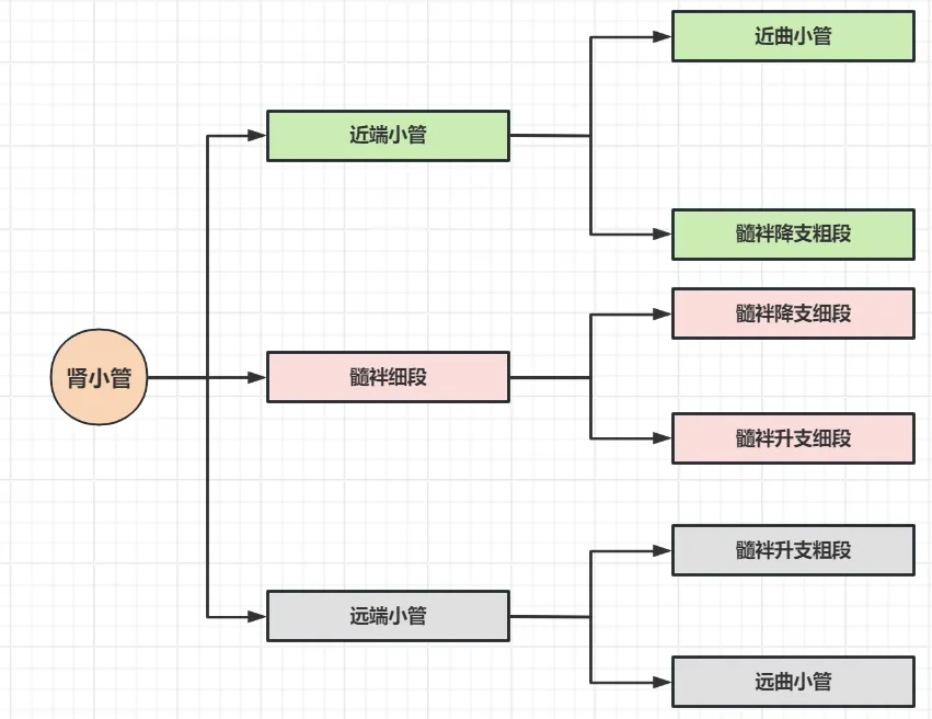 【生理08期】考研肾脏生理 · 真题考点狙击(下篇)-第1张图片-四季读书网