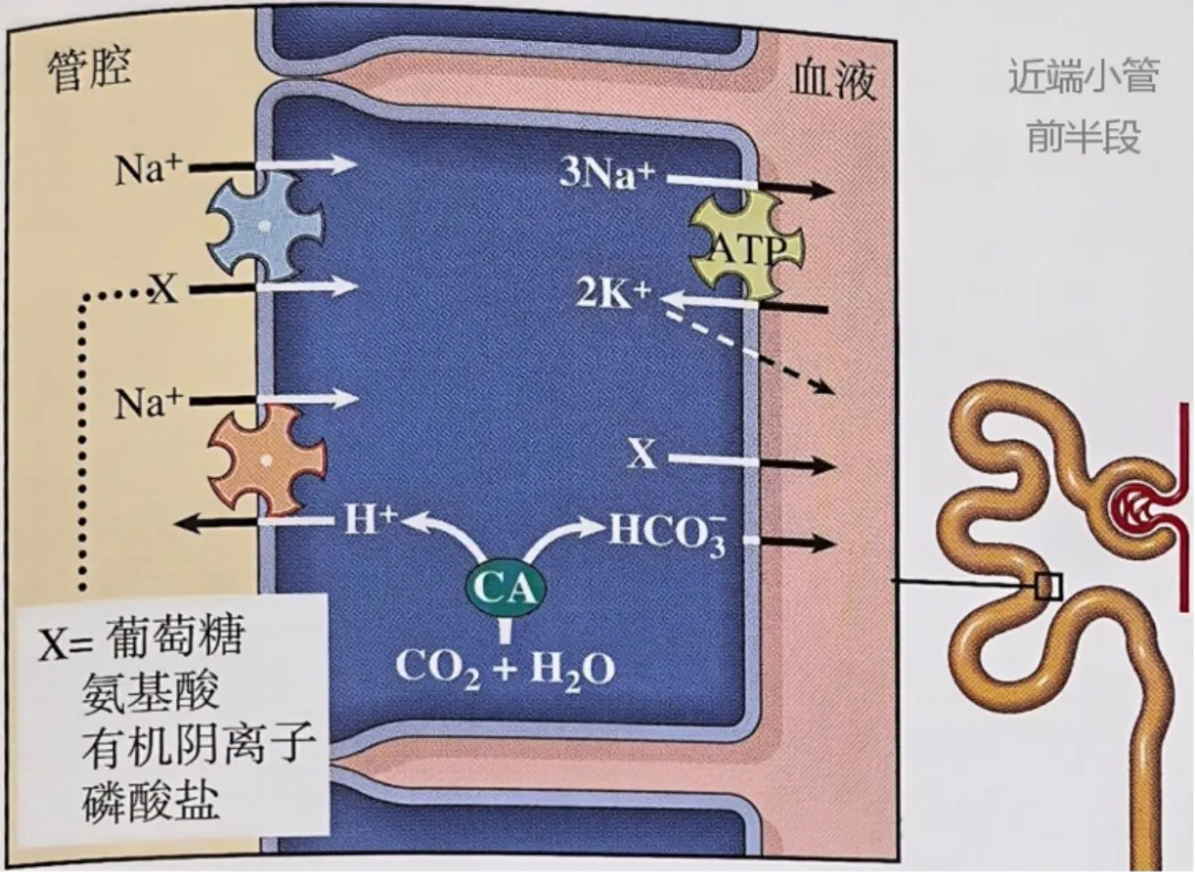 【生理08期】考研肾脏生理 · 真题考点狙击(下篇)-第2张图片-四季读书网