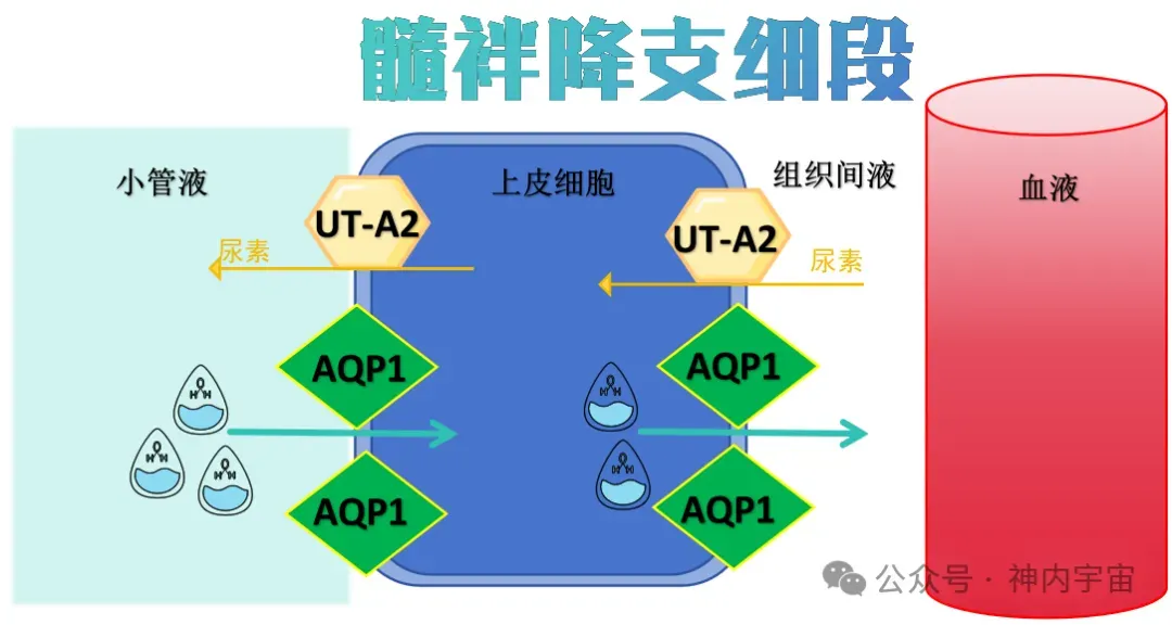 【生理08期】考研肾脏生理 · 真题考点狙击(下篇)-第5张图片-四季读书网
