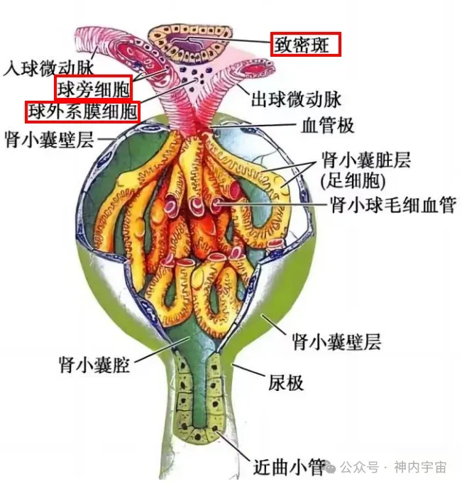 【生理08期】考研肾脏生理 · 真题考点狙击(下篇)-第6张图片-四季读书网