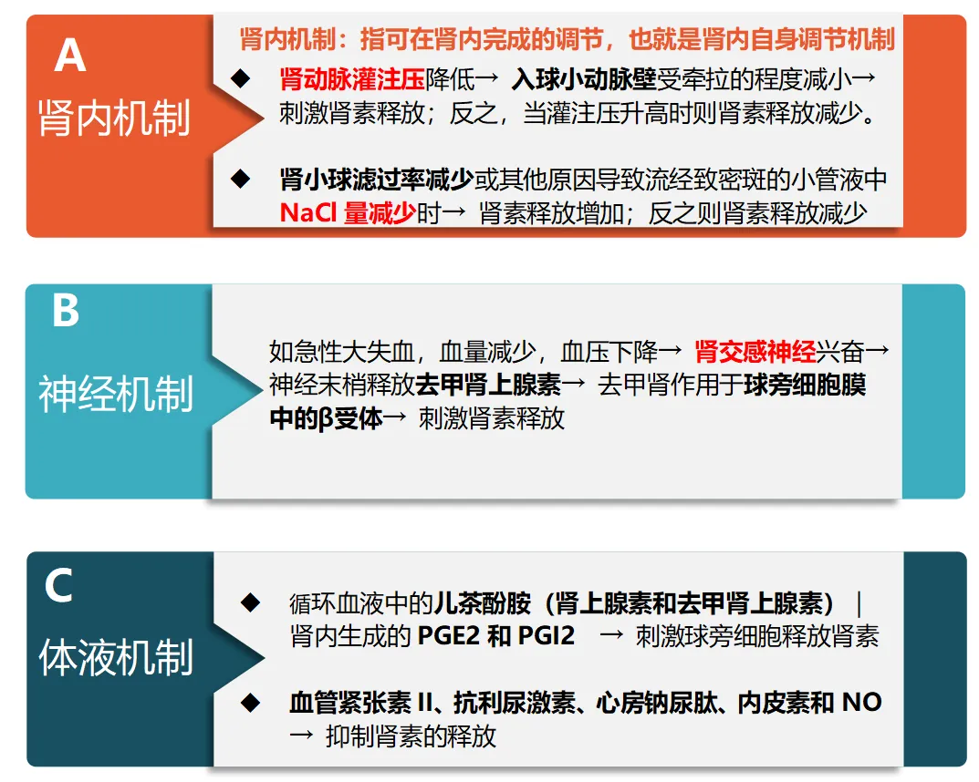 【生理08期】考研肾脏生理 · 真题考点狙击(下篇)-第7张图片-四季读书网