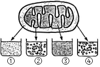 生物高考真题 | 2022年高考生物真题(广东卷)-第4张图片-四季读书网 生物高考真题 | 2022年高考生物真题(广东卷)-第4张图片-四季读书网