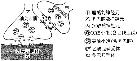 生物高考真题 | 2022年高考生物真题(广东卷)-第8张图片-四季读书网 生物高考真题 | 2022年高考生物真题(广东卷)-第8张图片-四季读书网