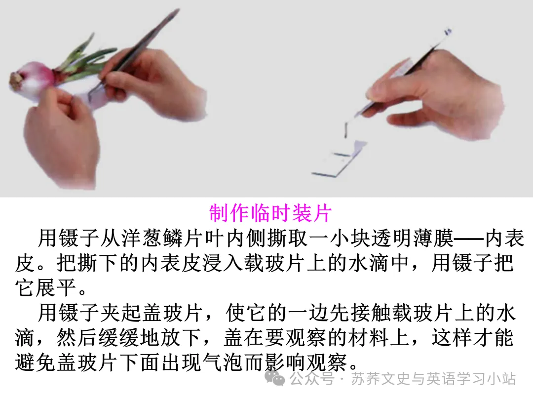 初中中考用生物学插图(摘自百度)-第6张图片-四季读书网
