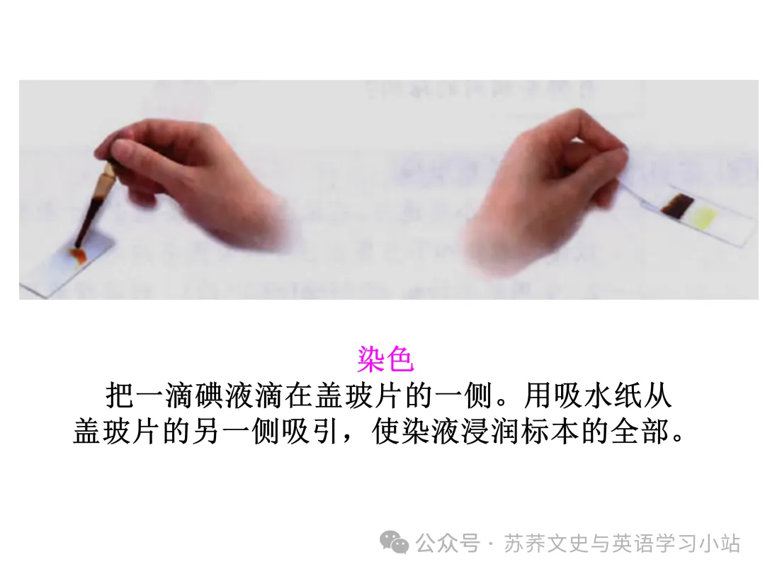 初中中考用生物学插图(摘自百度)-第7张图片-四季读书网