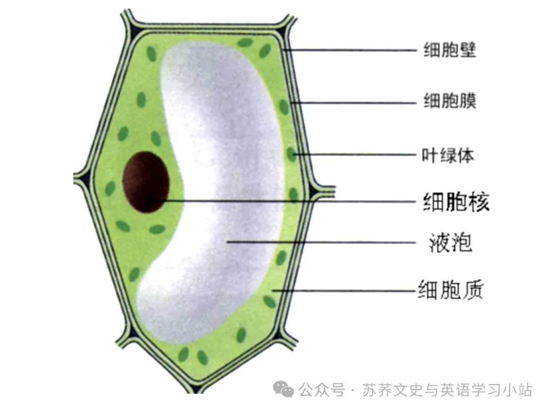 初中中考用生物学插图(摘自百度)-第8张图片-四季读书网