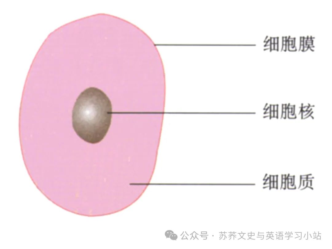 初中中考用生物学插图(摘自百度)-第9张图片-四季读书网