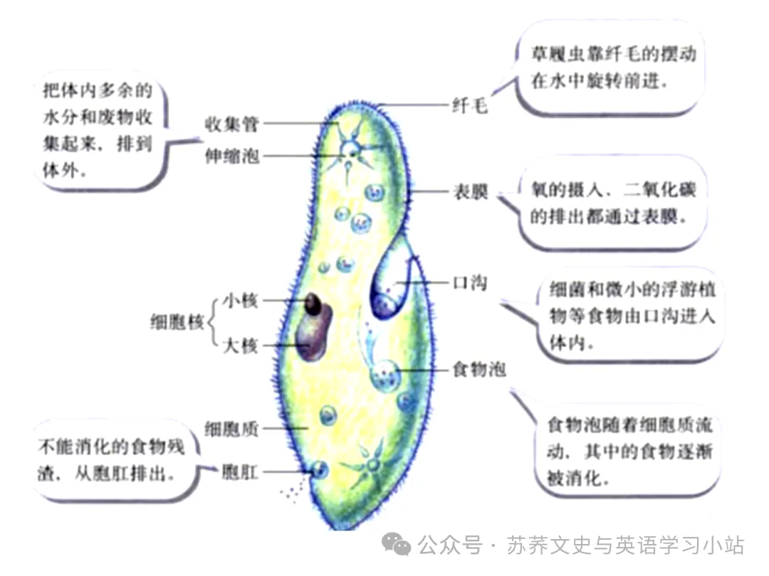 初中中考用生物学插图(摘自百度)-第10张图片-四季读书网