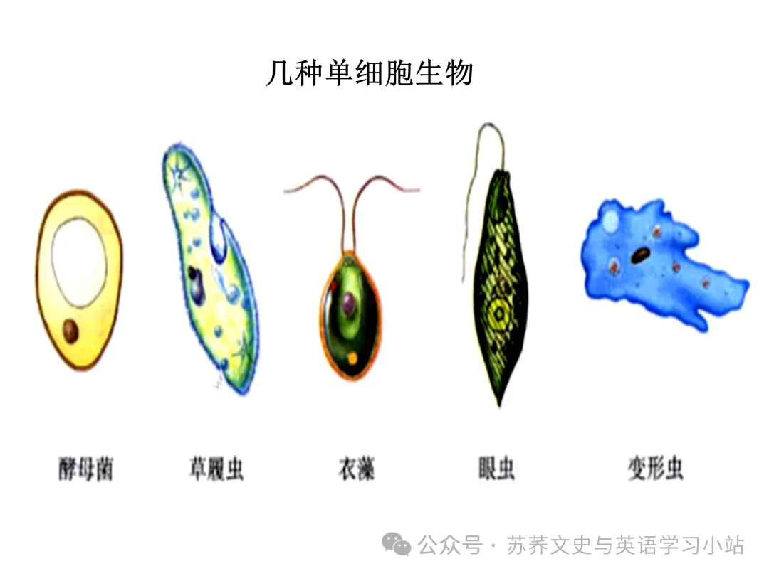初中中考用生物学插图(摘自百度)-第11张图片-四季读书网