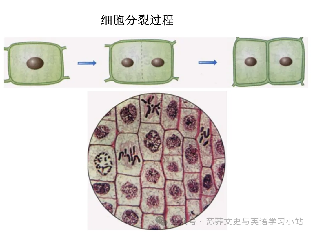 初中中考用生物学插图(摘自百度)-第12张图片-四季读书网