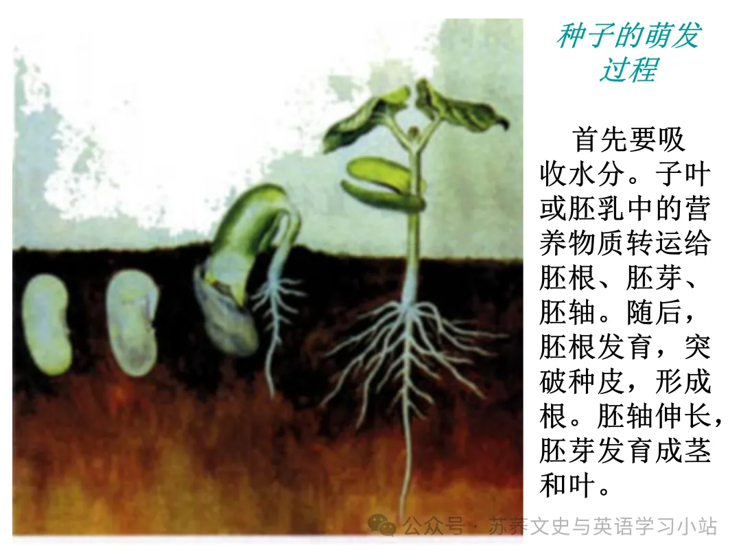 初中中考用生物学插图(摘自百度)-第13张图片-四季读书网