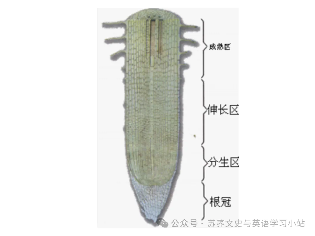 初中中考用生物学插图(摘自百度)-第14张图片-四季读书网