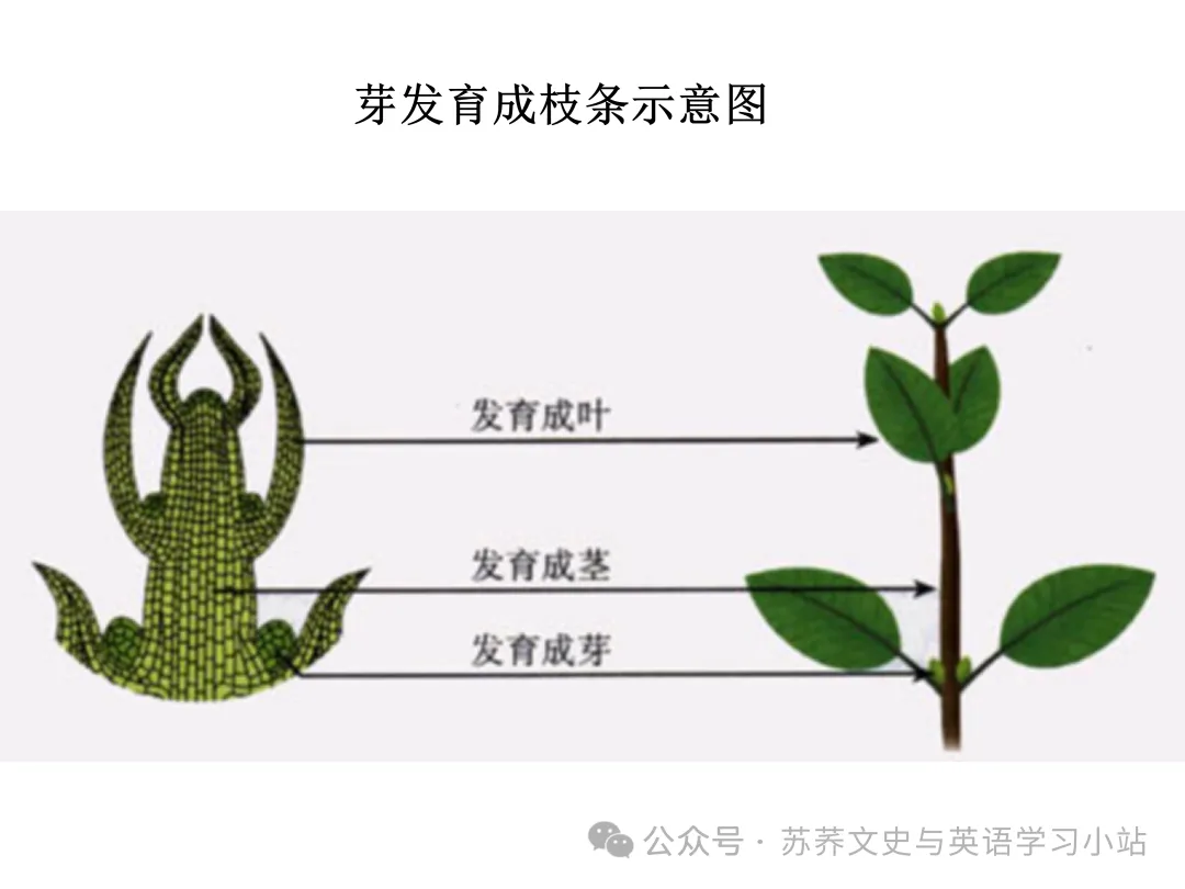 初中中考用生物学插图(摘自百度)-第15张图片-四季读书网