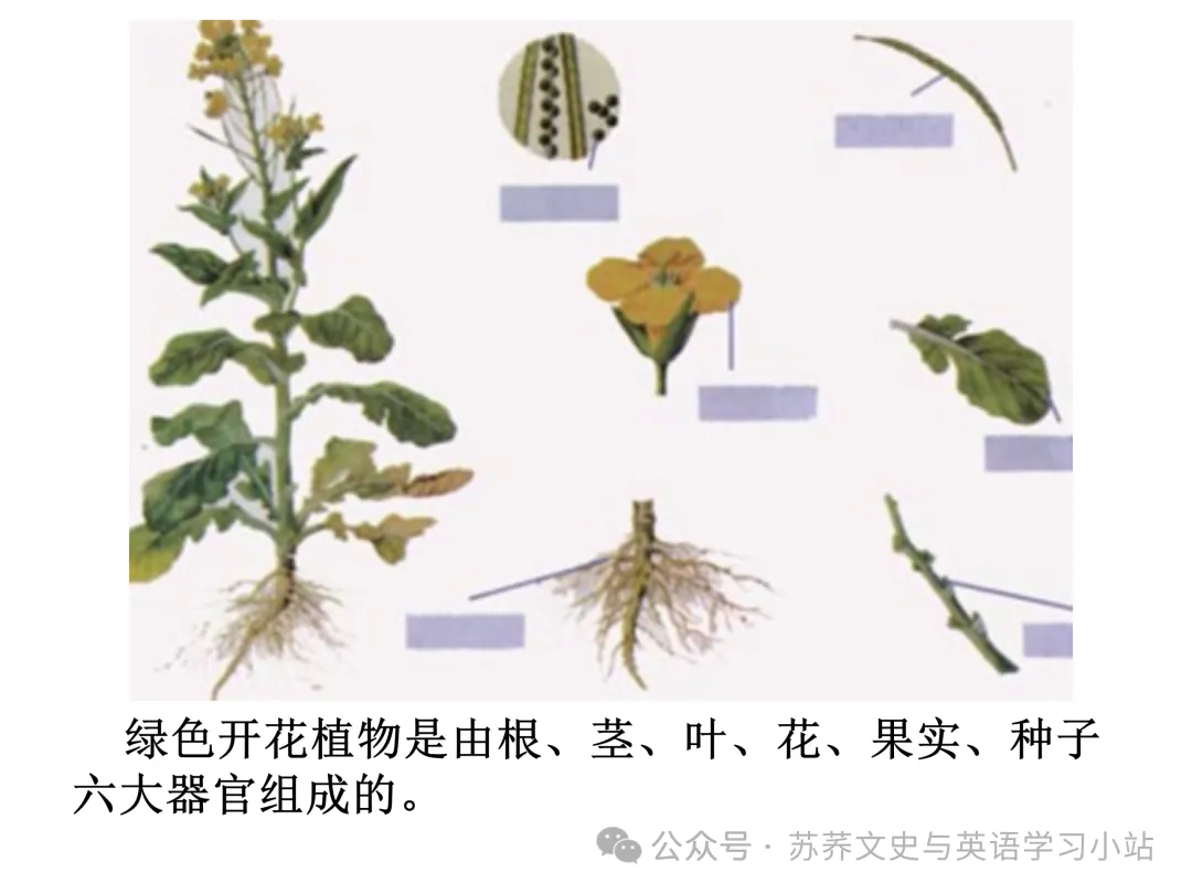 初中中考用生物学插图(摘自百度)-第16张图片-四季读书网