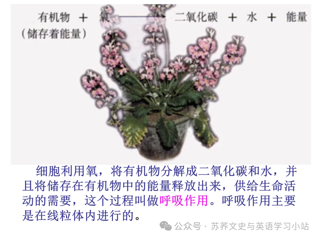 初中中考用生物学插图(摘自百度)-第17张图片-四季读书网