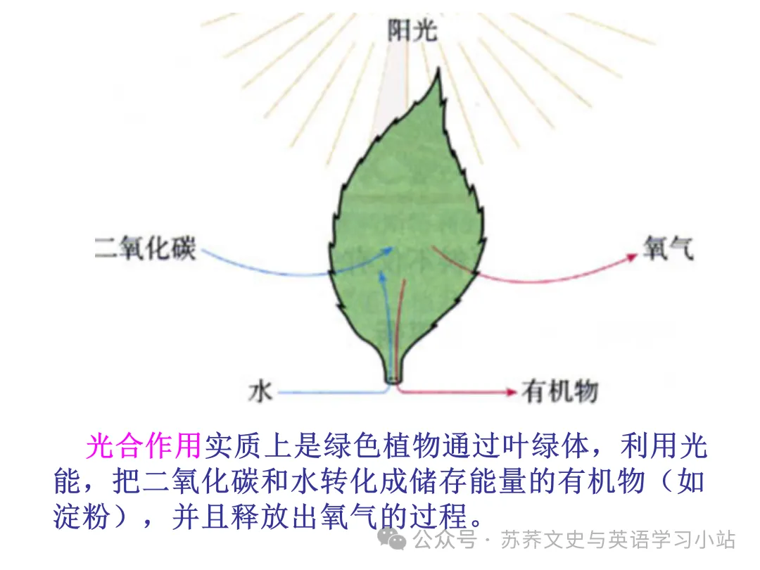 初中中考用生物学插图(摘自百度)-第18张图片-四季读书网