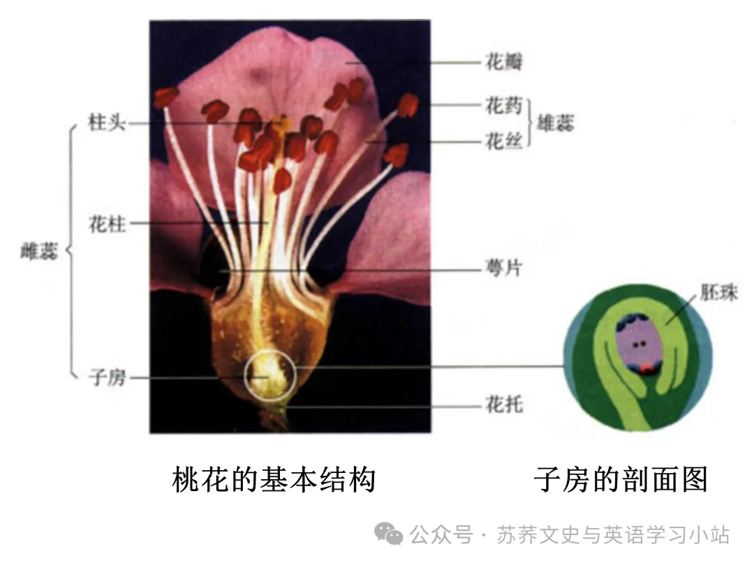 初中中考用生物学插图(摘自百度)-第19张图片-四季读书网