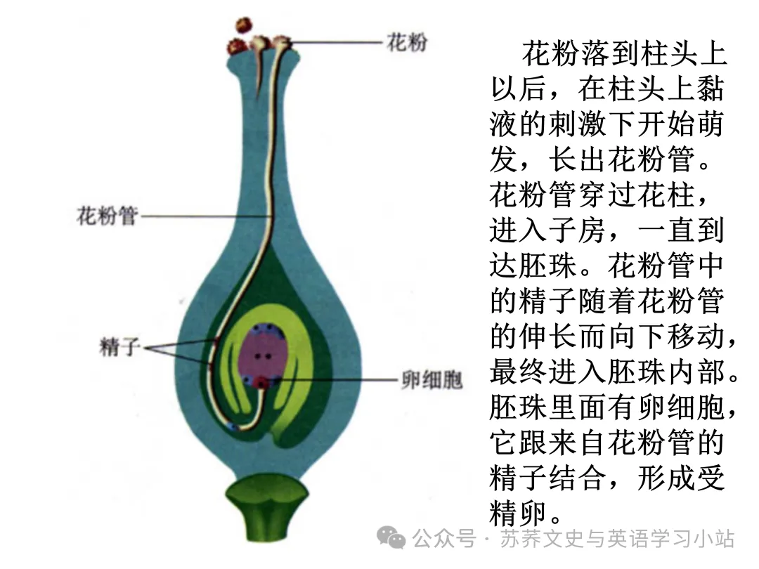 初中中考用生物学插图(摘自百度)-第20张图片-四季读书网