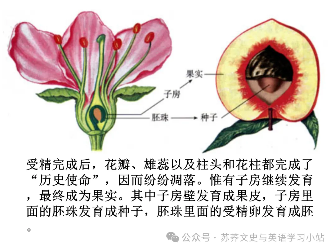 初中中考用生物学插图(摘自百度)-第21张图片-四季读书网