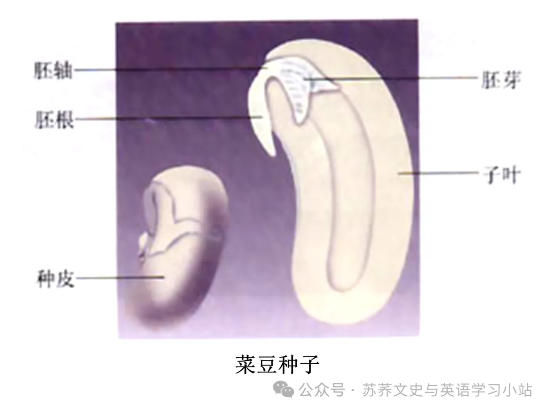 初中中考用生物学插图(摘自百度)-第22张图片-四季读书网